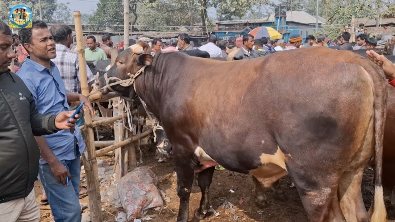 @ ৩১/১/২০২৬|| নোয়াখালীর খামারীর মাংসের বড় বড় ষাঁড় গরু কেনা দিনাজপুরের কাহারোল হাটে||