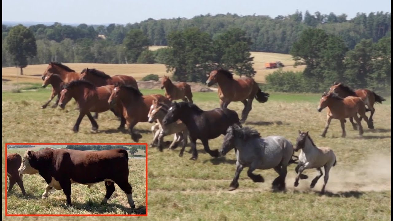 Konie Zimnokrwiste i Bydło Hereford w Zajączkach