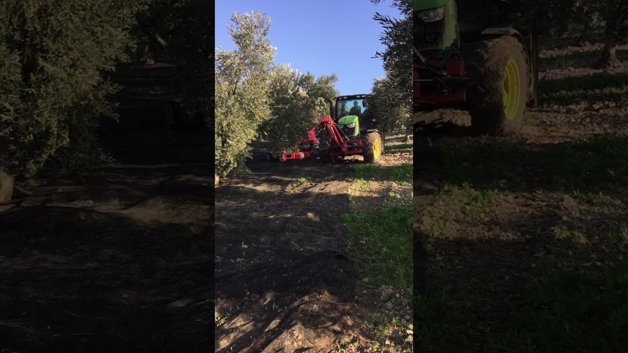 Vibrador Estupiña en recogida de aceituna arbequina