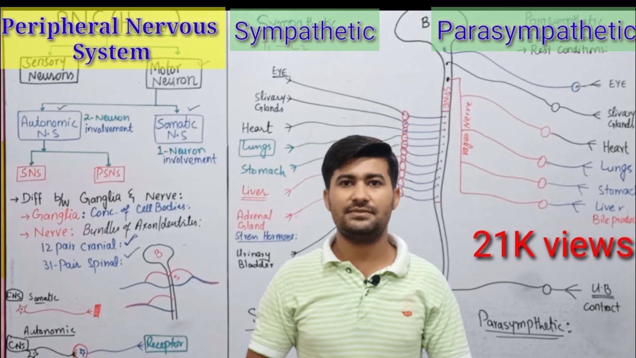 17.13 Peripheral nervous system | PNS | Sympathetic and Parasympathetic nervous system | 2nd year