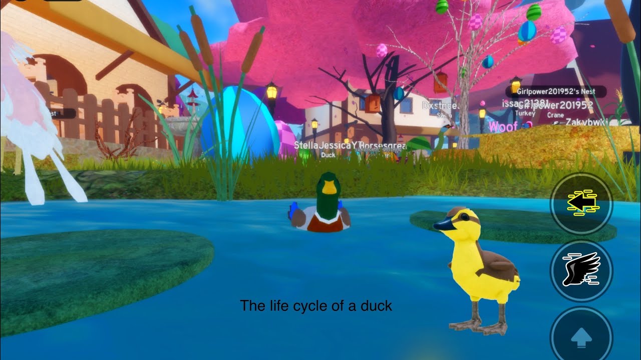 The life cycle of a duck