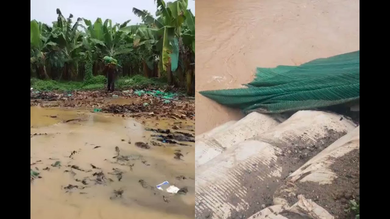 Tumbes: Agricultores intentan rescatar cultivos tras desborde de río