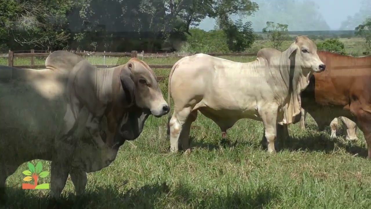 Brahman 100 años Cabaña Virocay. Chacho Ascué Tecnificando el Agro