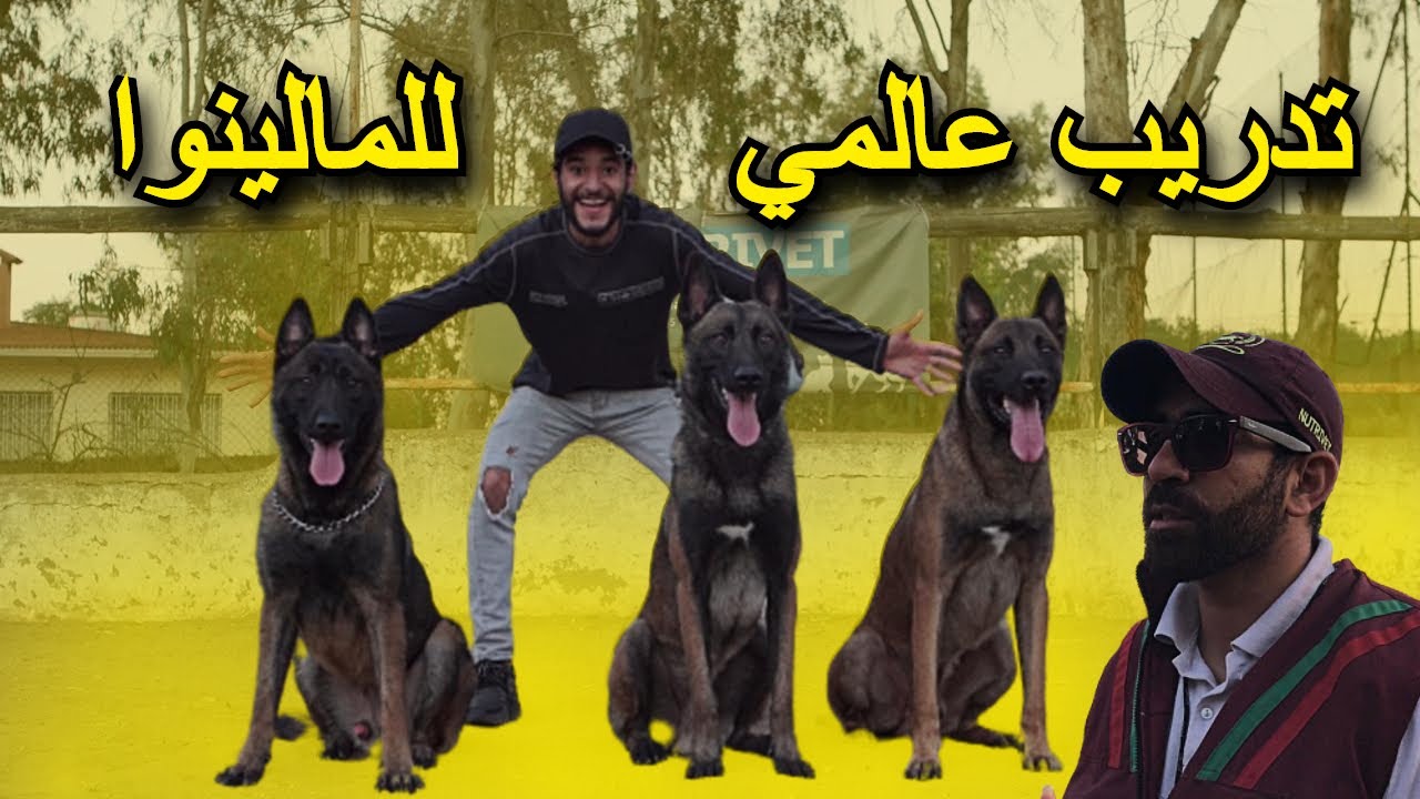 زيارة أكبر نادي للكلاب بالمغرب - تدريب ‏عالمي على الطاعة والهجوم