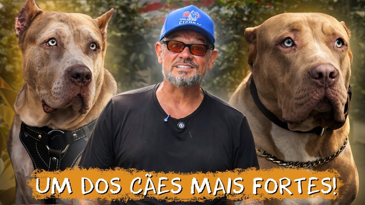 🐶 AMERICAN BULLY XXL: ESSE CACHORRO GIGANTE &Eacute; MAIS D&Oacute;CIL DO QUE PARECE!
