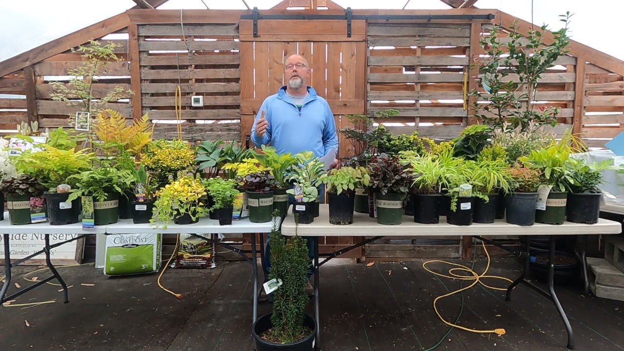 Successful Shade Gardens