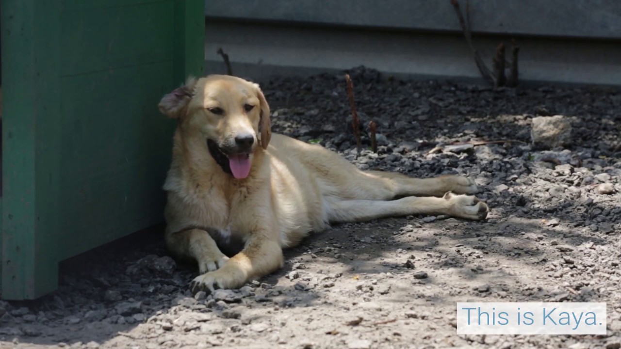 Kaya&rsquo;s journey to become a pet and therapy dog | FOUR PAWS | www.four-paws.org