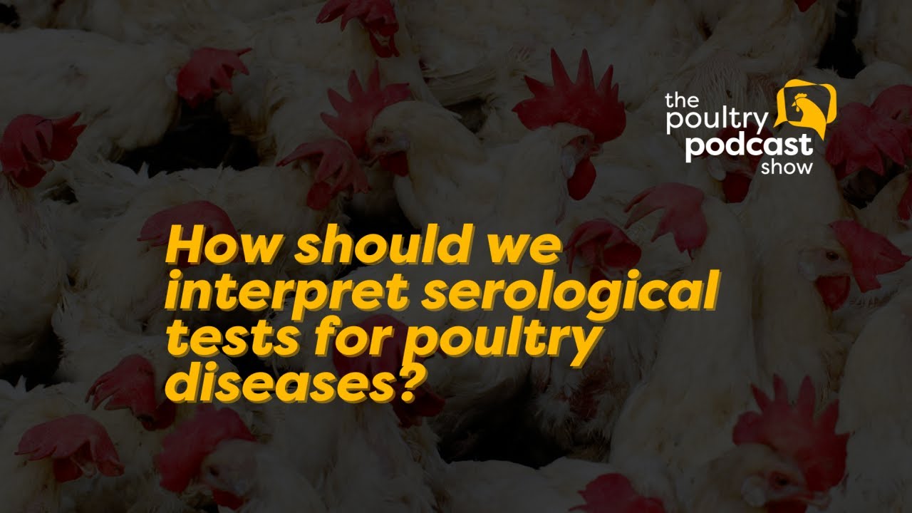 #shorts How should we interpret serological tests for poultry diseases?