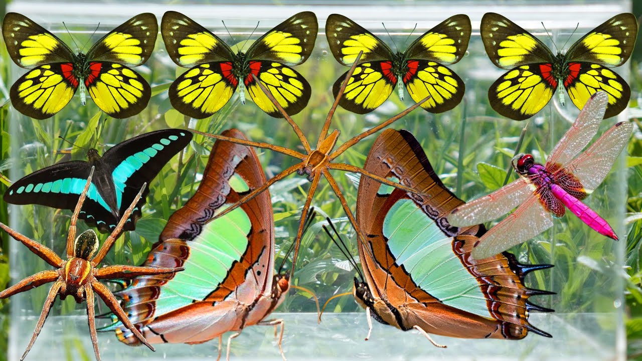 Wild Bug Hunting: Catching Beautiful Butterflies Along the Stream