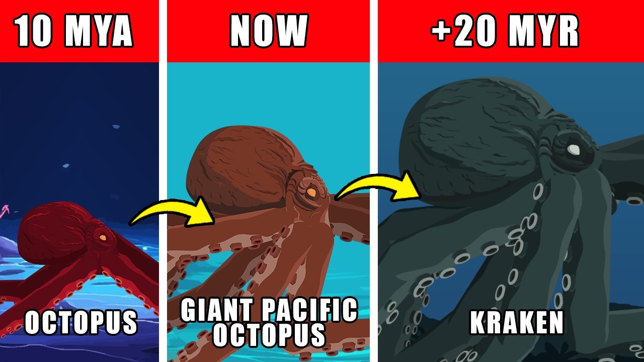 Kraken Origin Evolution: How Kraken Could Have Evolved