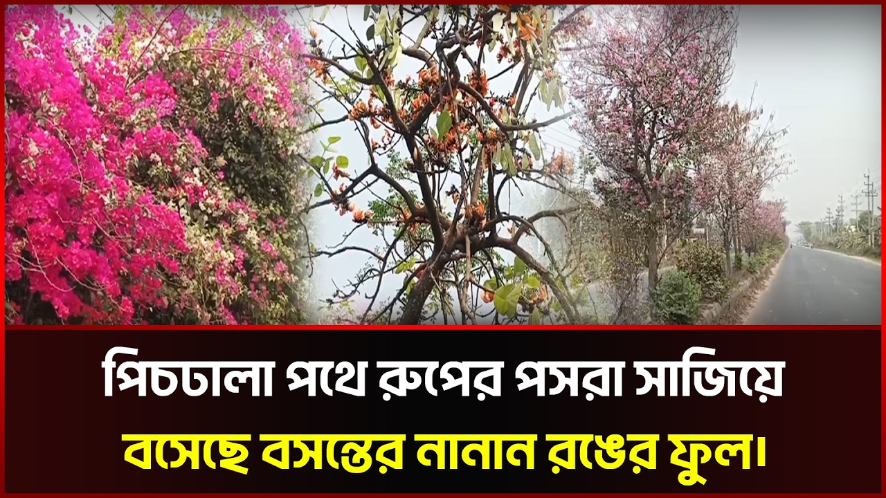 পিচঢালা পথে রুপের পসরা সাজিয়ে বসেছে বসন্তের নানান রঙের ফুল। | Mymensingh | Flowers