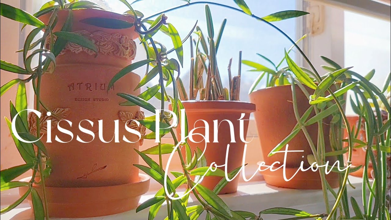 Сбор и уход за растением циссус 🪴🌱
