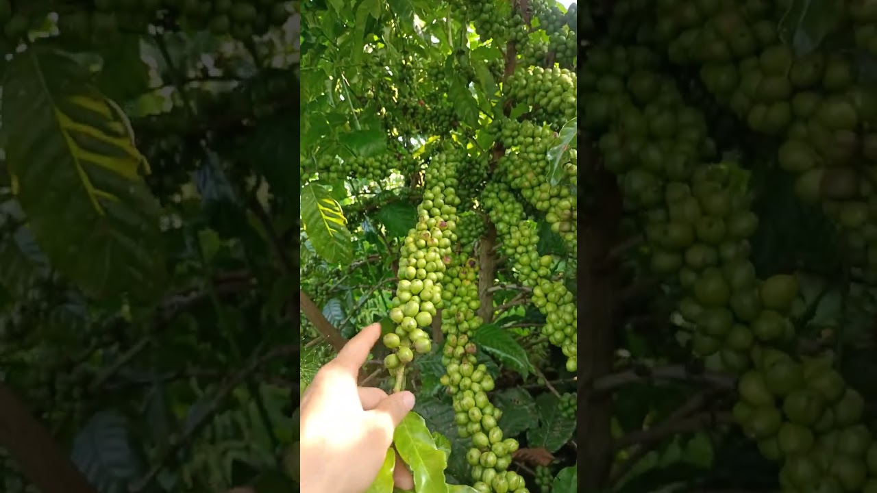 Cà phê cao sản giống mới p4 . lượng cành dự trữ quá khủng 💁