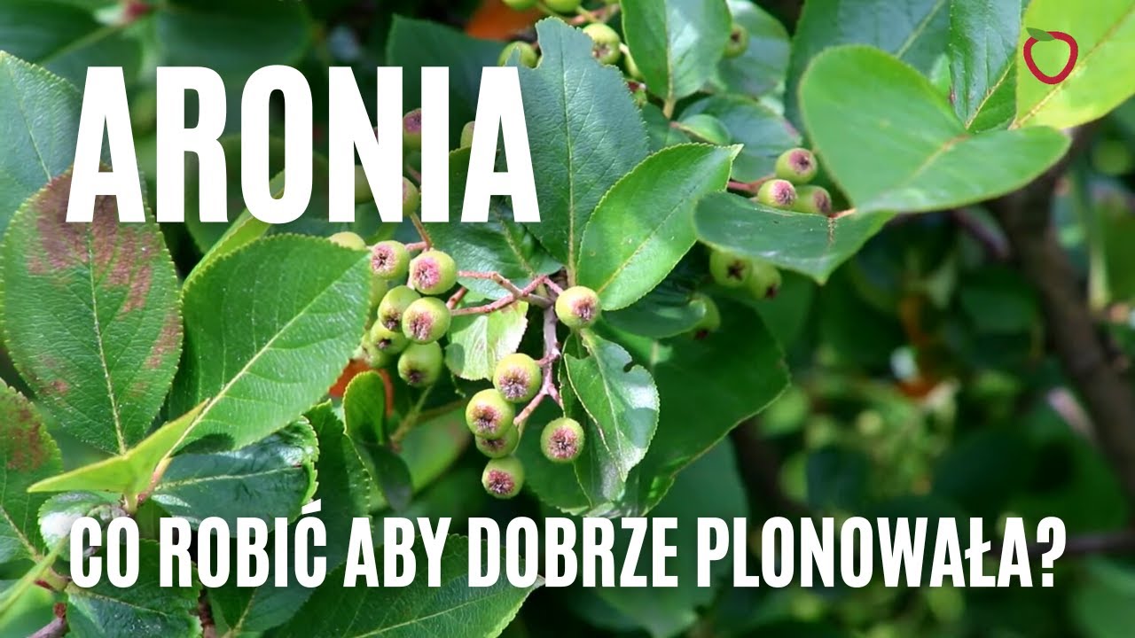 Aronia - co robić aby dobrze plonowała?
