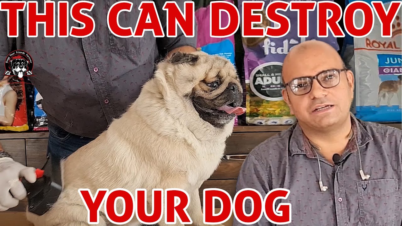 This Can Destroy Your Dog | BIG MISTAKE - Poor Condition | Dog Care & Grooming | Baadal Bhandaari
