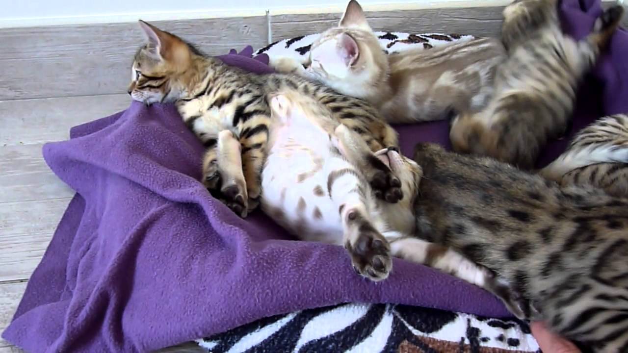 Bébés Bengal au reveil!