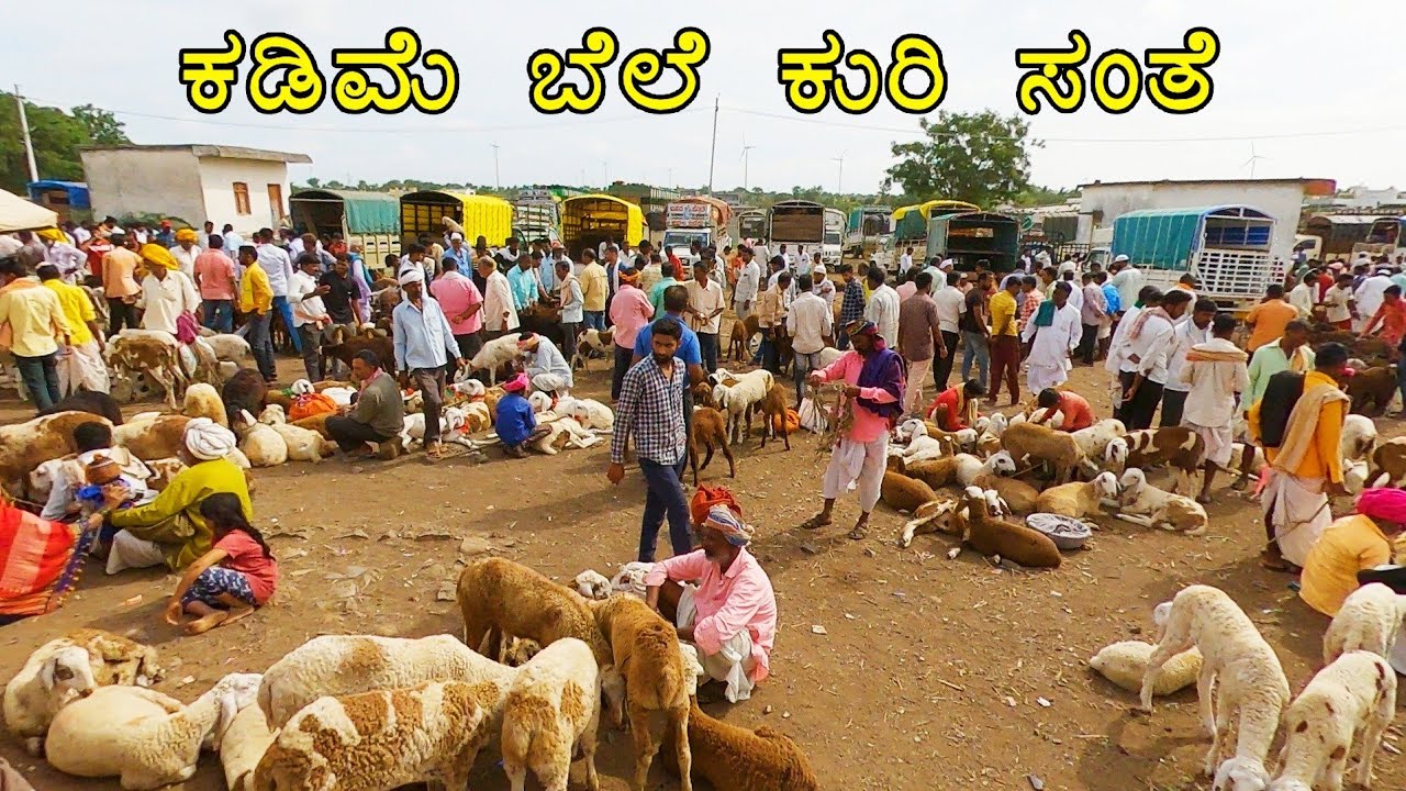 Bagewadi sheep market - cheap rate bazaar