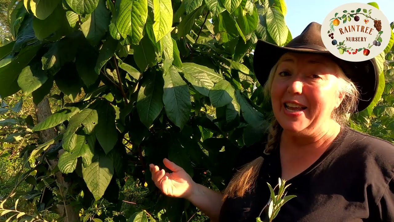 Raintree Nursery's Paw Paw Growing Guide
