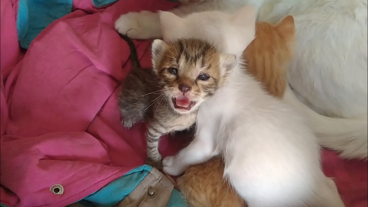 Orphan Kitten Protests When Foster Siblings Block Him From Mother’s Milk