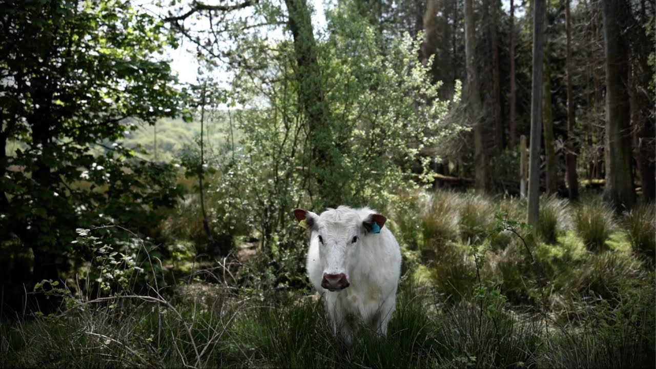 Grazing livestock for nutrient density: Hafod y Llyn Isaf Farm
