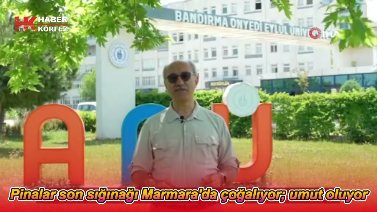 Pinalar son sığınağı Marmara'da çoğalıyor; umut oluyor