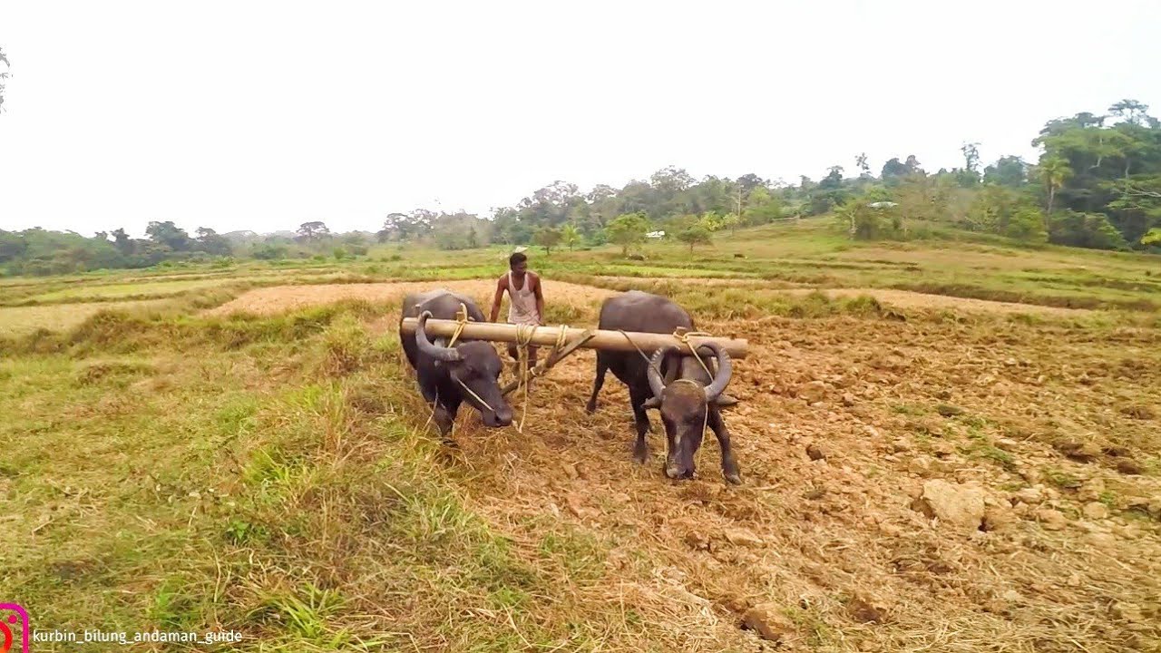 Bajota 40acrs Village life Style 2.0 | Mayabunder Middle Andaman | Dost Ka Saadi | Part 2