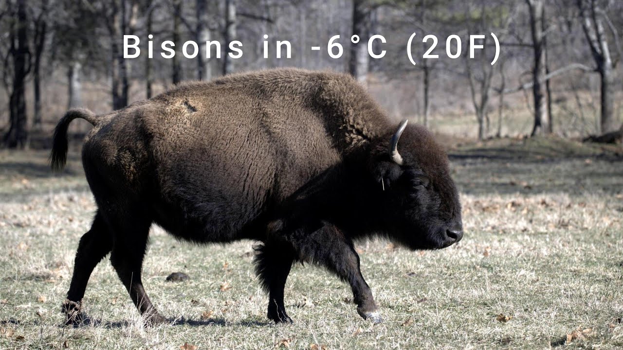 North American Bisons Grazing | #bison #americanbison #kentucky #wildlife #nikon #elk&bisonpraire 4K