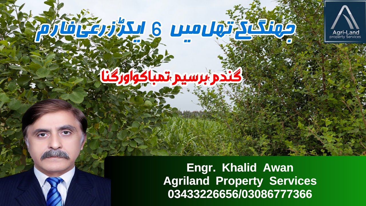 jhang ka Thal 6 acre zarai farm || Thal mn Tambaku Piaz Gandam ore Barseem ki kasht || Thal Desert
