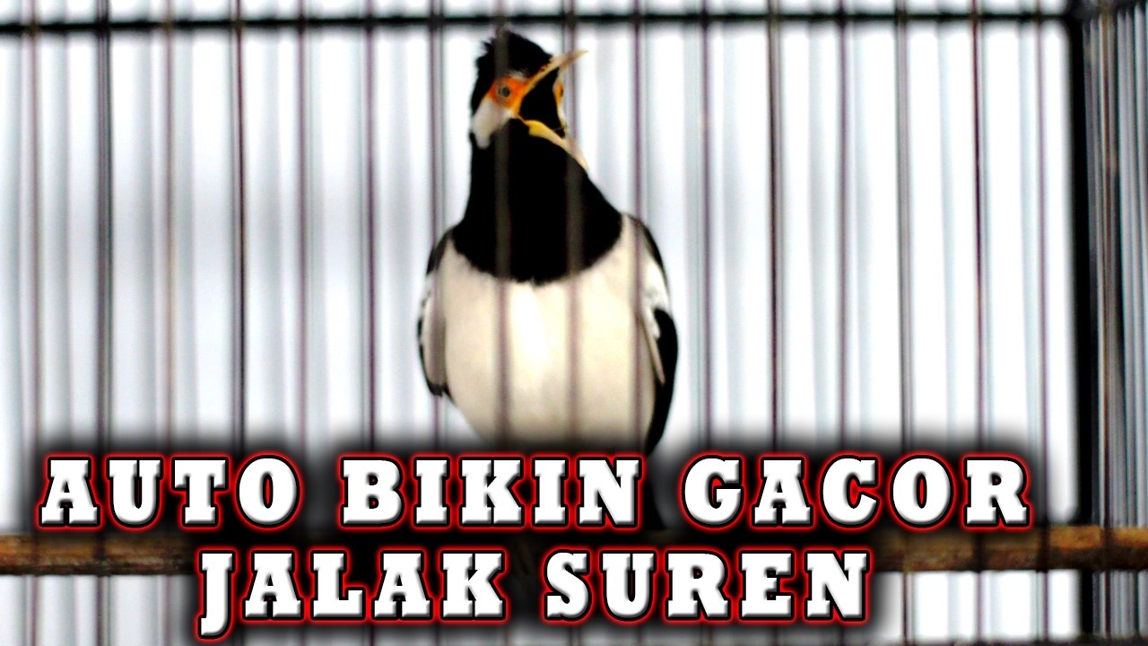 JALAK SUREN GACOR PALING OKE UNTUK PANCINGAN   #jalaksuren