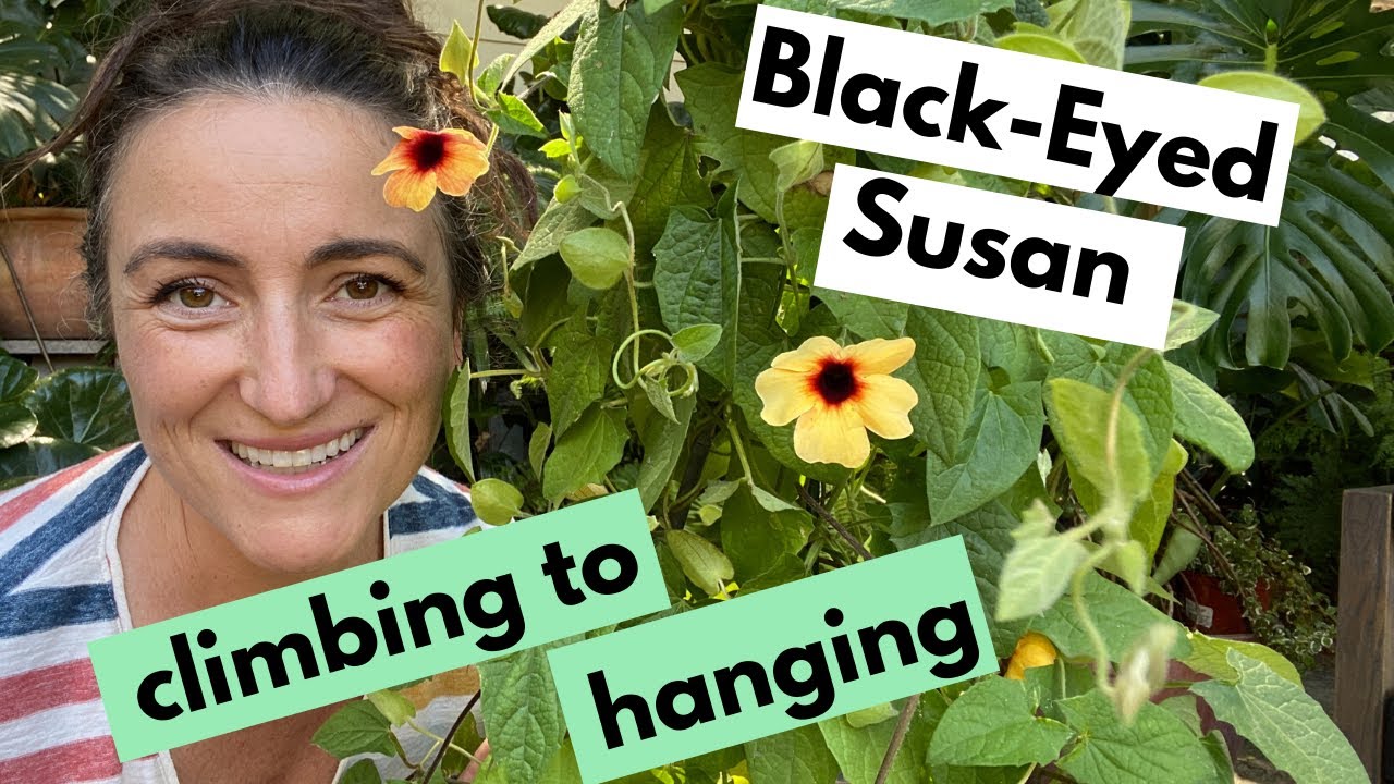 Vining Plants Outside - Black Eyed Susan | Turning a Root Bound Climber into a Hanging Plant