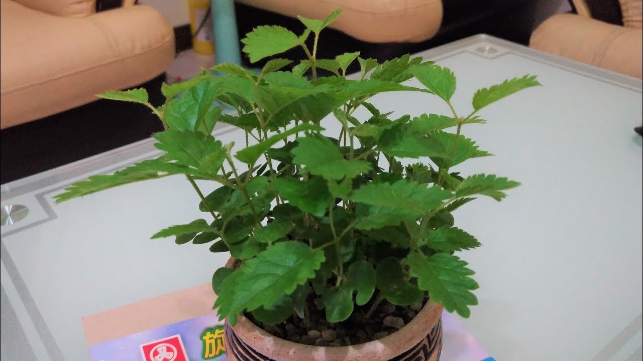 黃花風鈴木種子盆栽種植紀錄(Yellow flower Suzuki Seed  potted plant record)