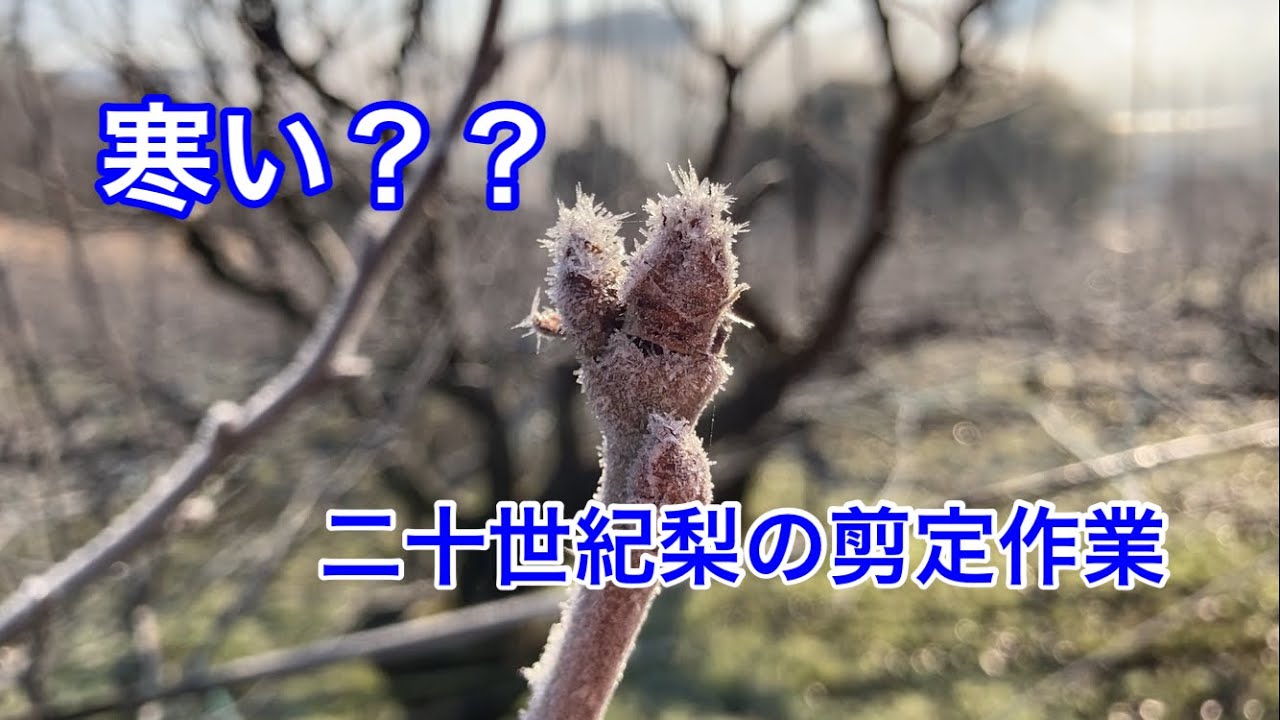 二十世紀梨の剪定！