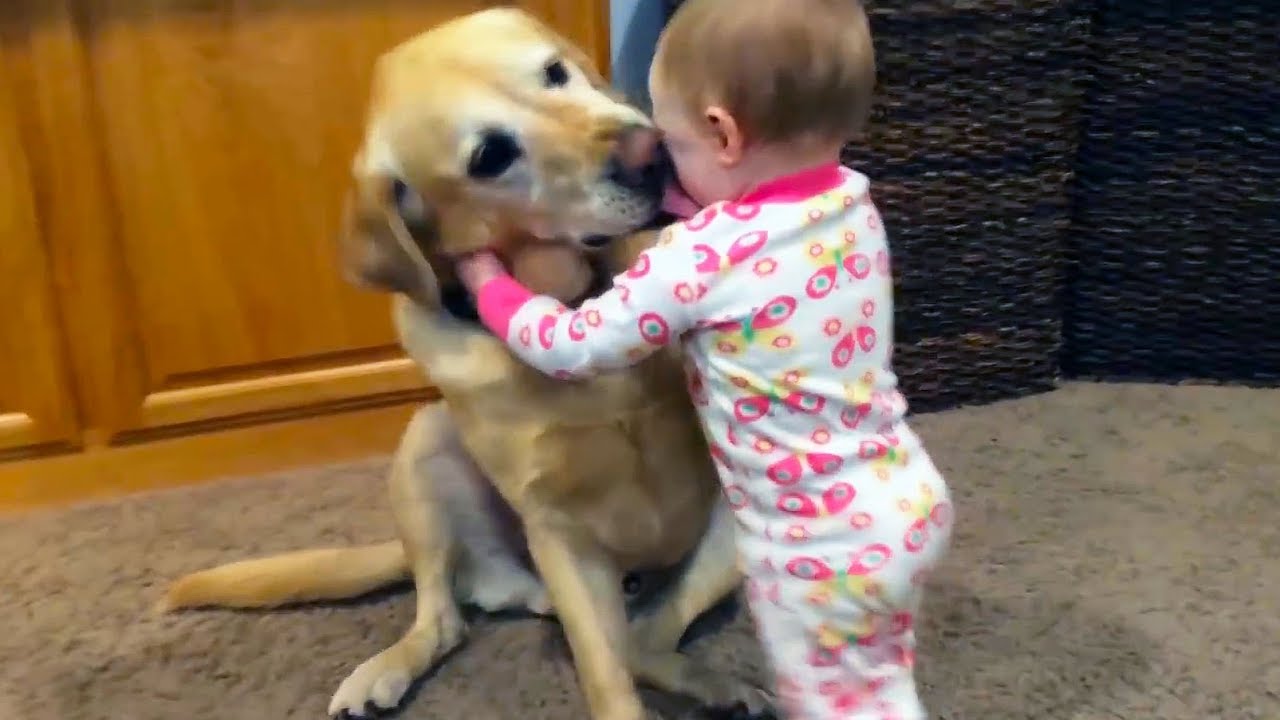B&eacute;b&eacute;s mignons jouant avec des chiens et des chats