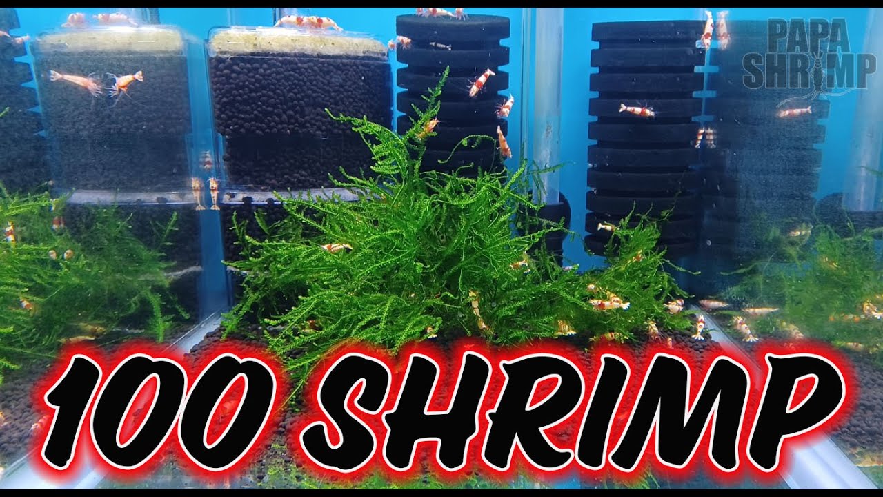 I put 100 Caridina Shrimp into a 10-gallon aquarium