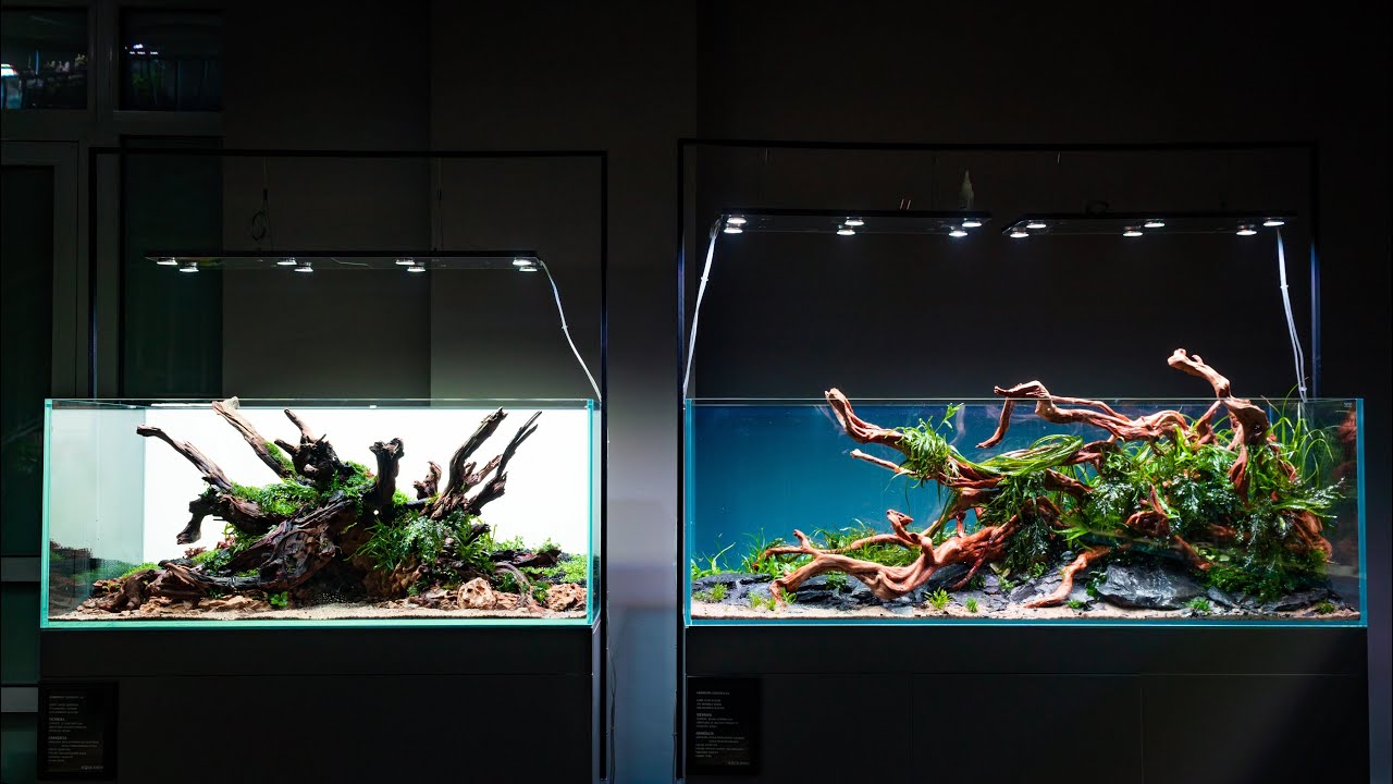 Wiecz&oacute;r aquascapingowy w Aqua Show - DWIE ARANŻACJE - CZTERECH AQUASCAPER&Oacute;W!