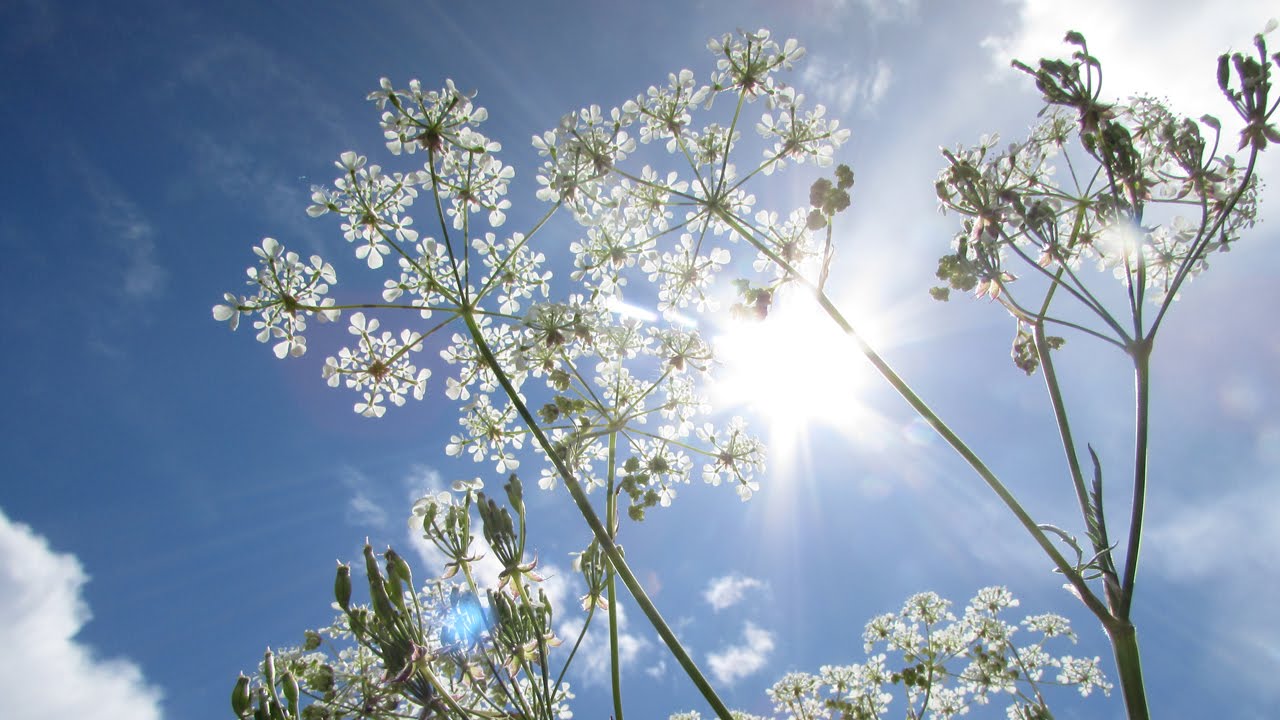 Cow Parsley