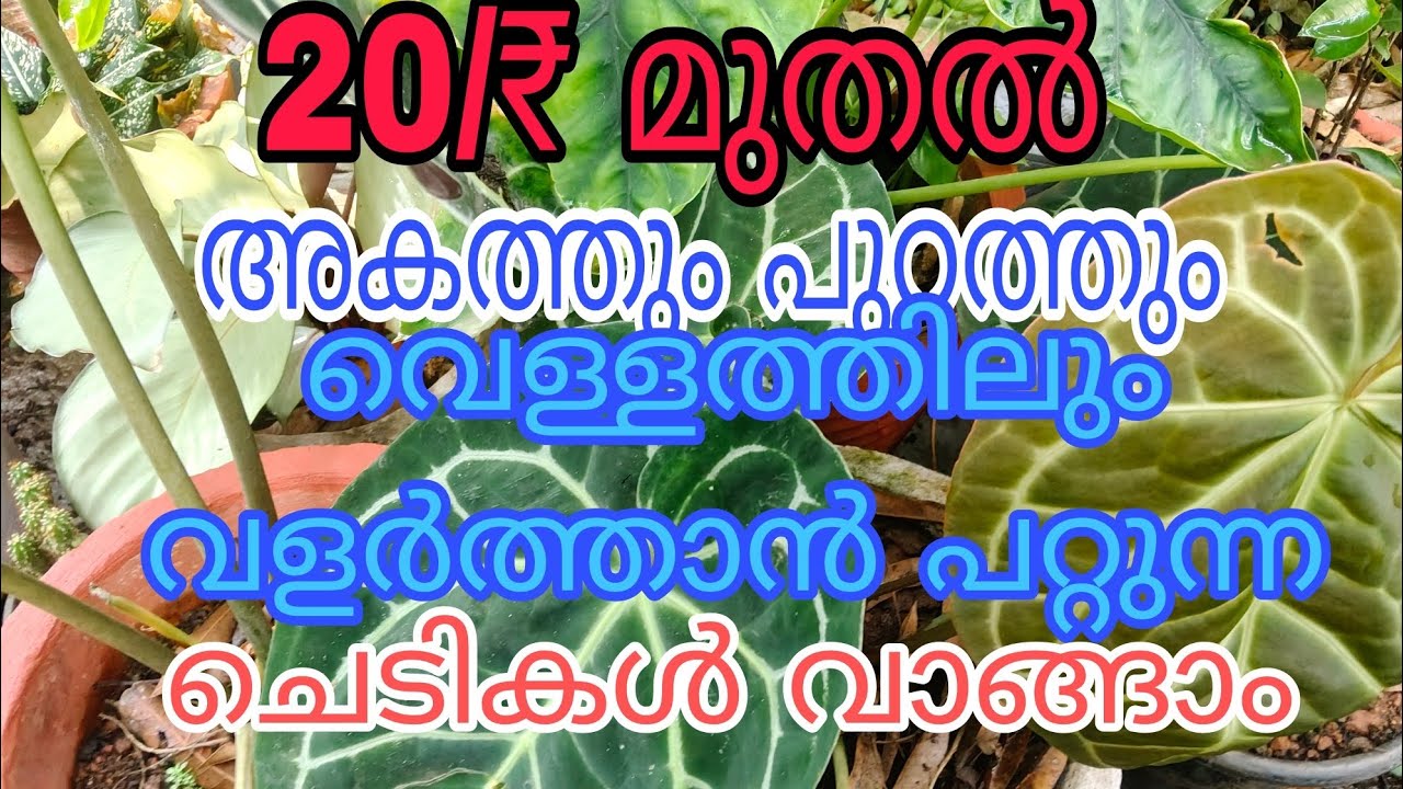20₹ മുതൽ പ്ലാന്റ്സുകൾ വാങ്ങാം Tasty world |Plants sale video 