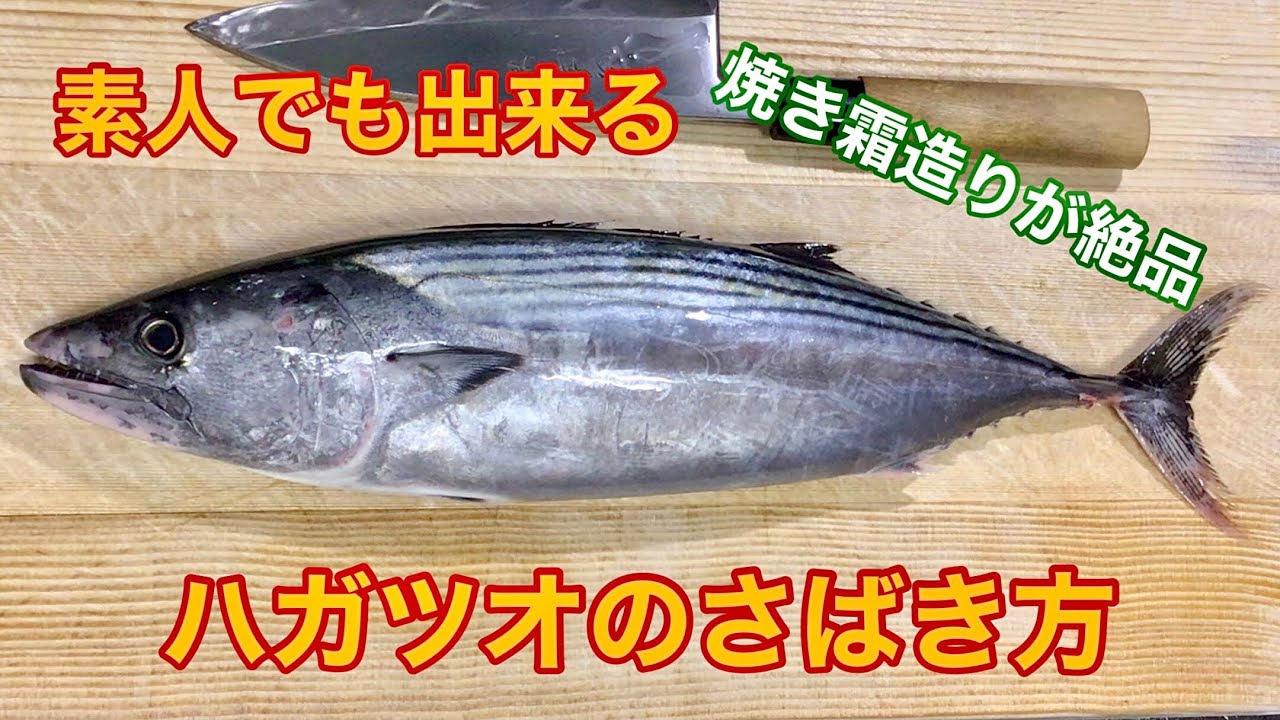 素人でも出来るハガツオ（キツネカツオ）のさばき方【刺身　焼霜造り】〜How to fillet a striped bonito and make sashimi〜