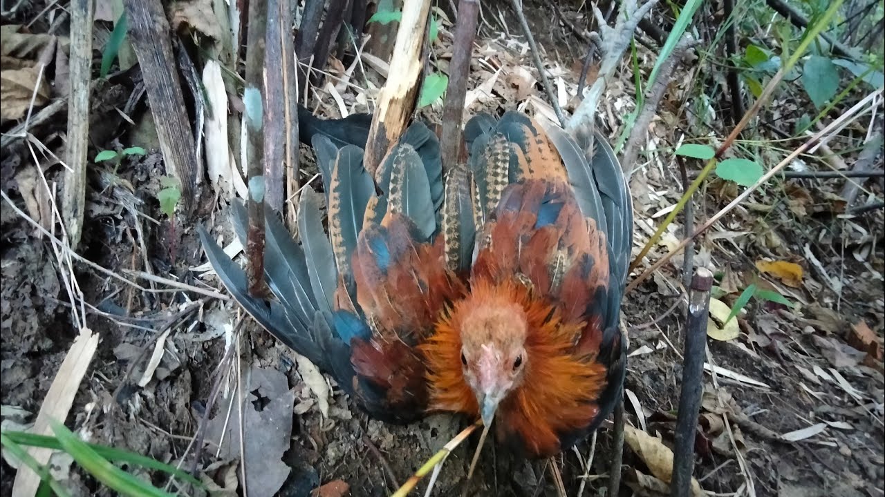 How to wild chicken trap on the mountain