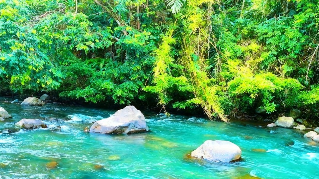 Natural Forest River Ambience 🌿 Calm White Noise for Focus