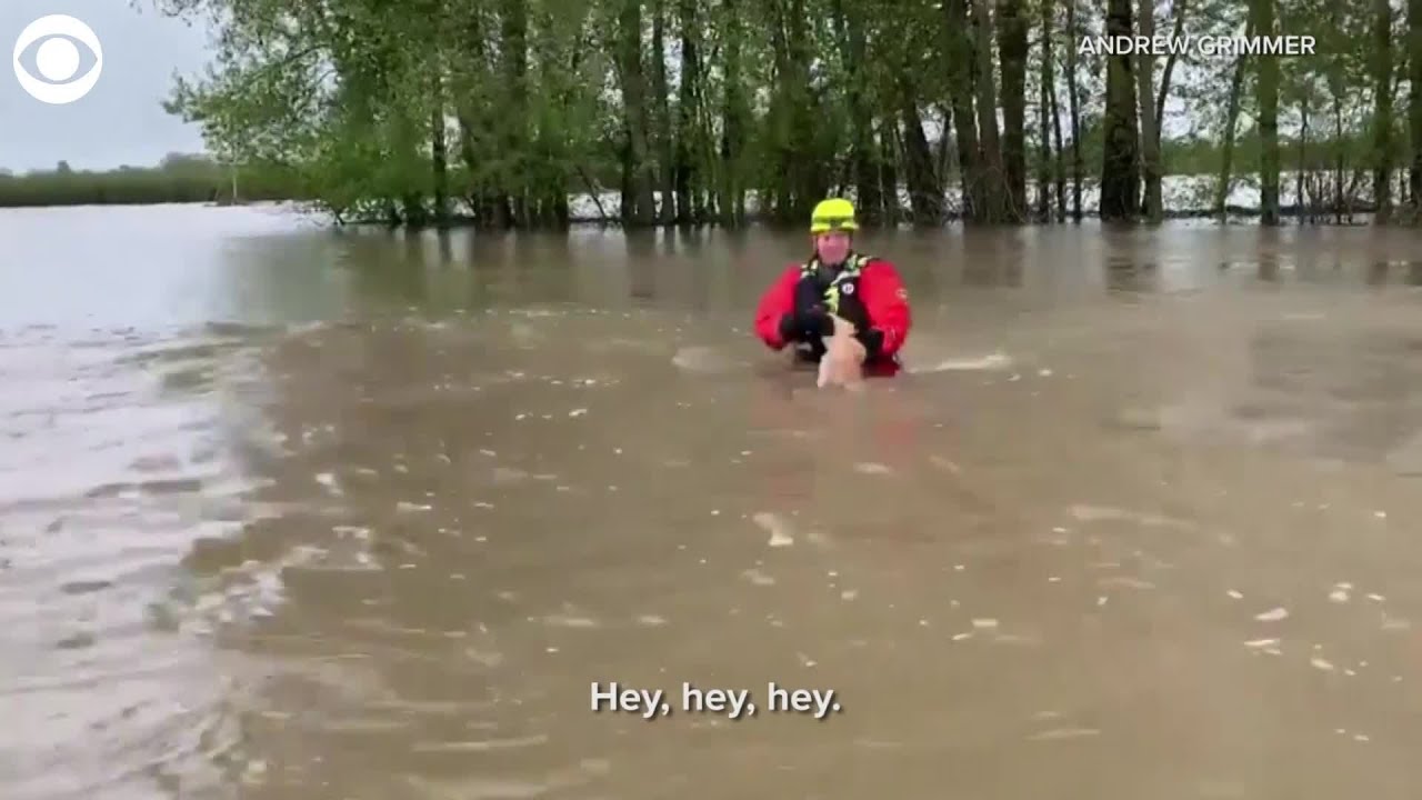 VIDEO: Oregon fire department saved a cat trapped in flood waters