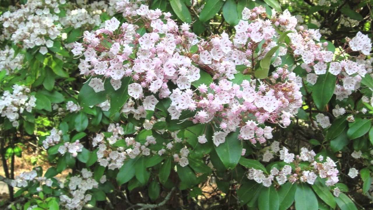 Fast Growing Kalmia Latifolia Shrubs
