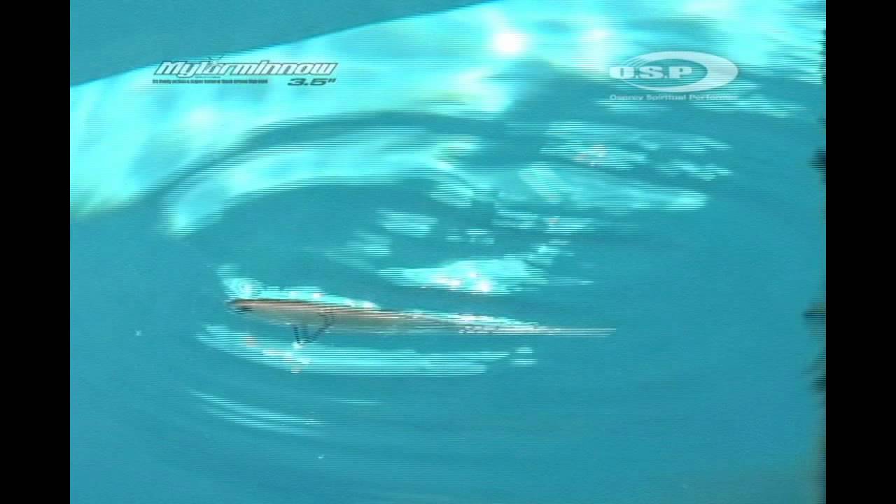 mylarminnow