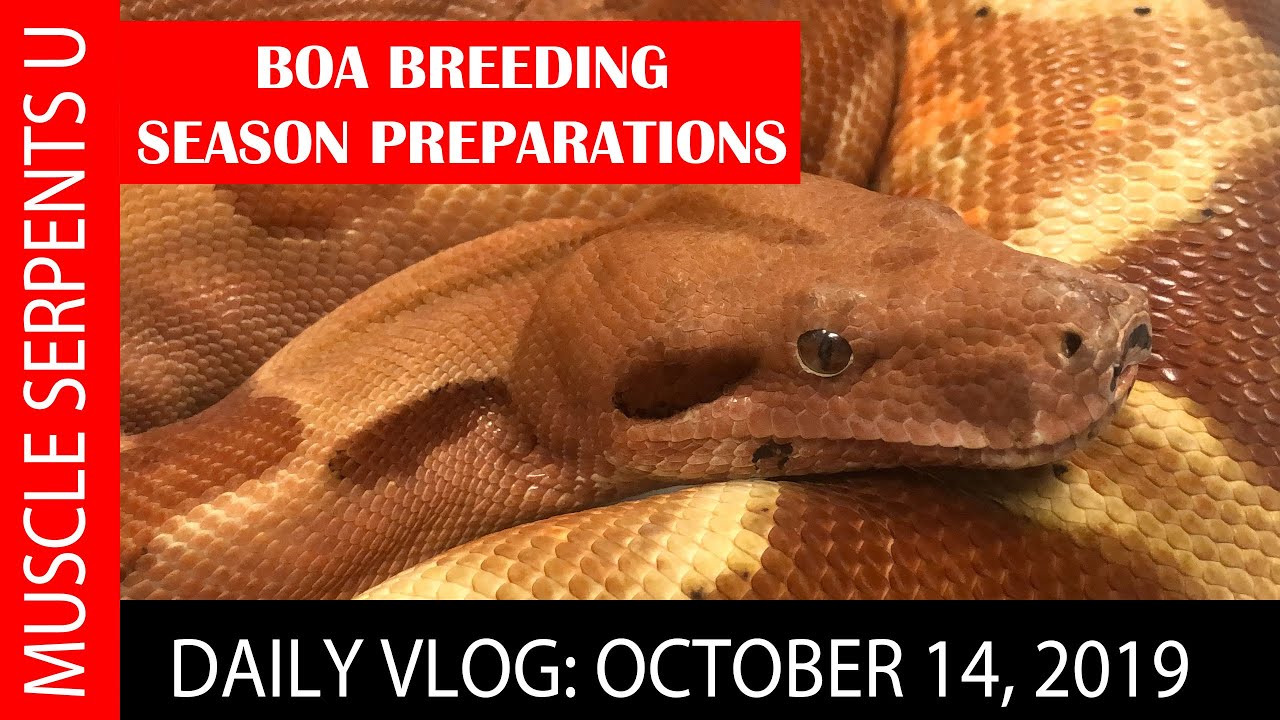 BOA BREEDING TECHNIQUES!  October 14,  2019