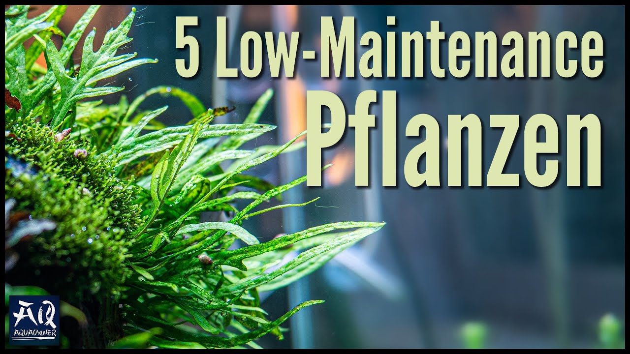 5 pflegeleichte Pflanzen für dein Aquarium | AquaOwner