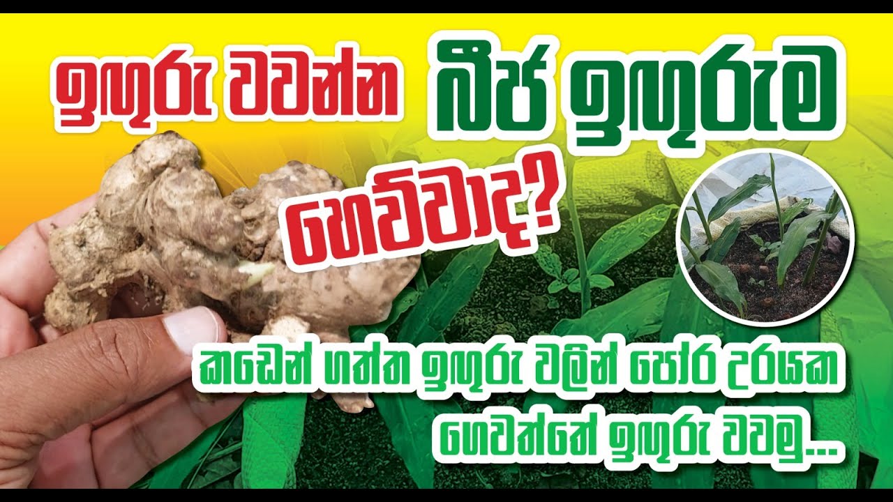ඉඟුරු වවන්න බිජ ඉඟුරැම ඔනිද?|How to plant #ginger  without special #ginger #seeds #gingerfarming