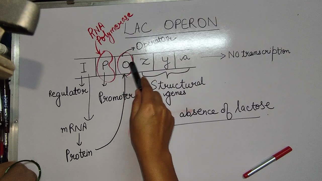 #Lac operon#gene regulation for Hpset #csir net #life sciences #easy method