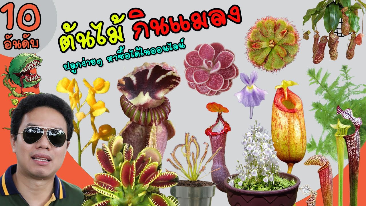 ต้นไม้กินแมลง 10 อันดับ ปลูกง่ายๆ หาซื้อได้ในออนไลน์