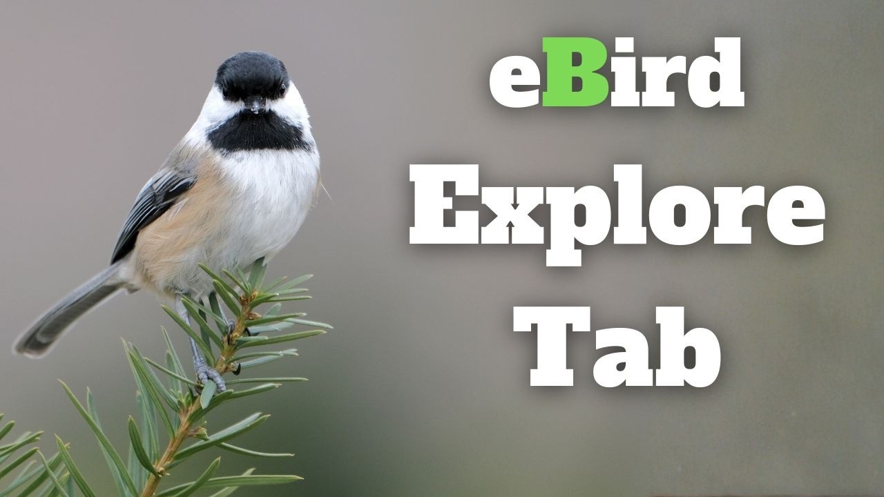 Jak opanować zakładkę &bdquo;Odkrywaj&rdquo; w eBird (i znaleźć więcej ptak&oacute;w)
