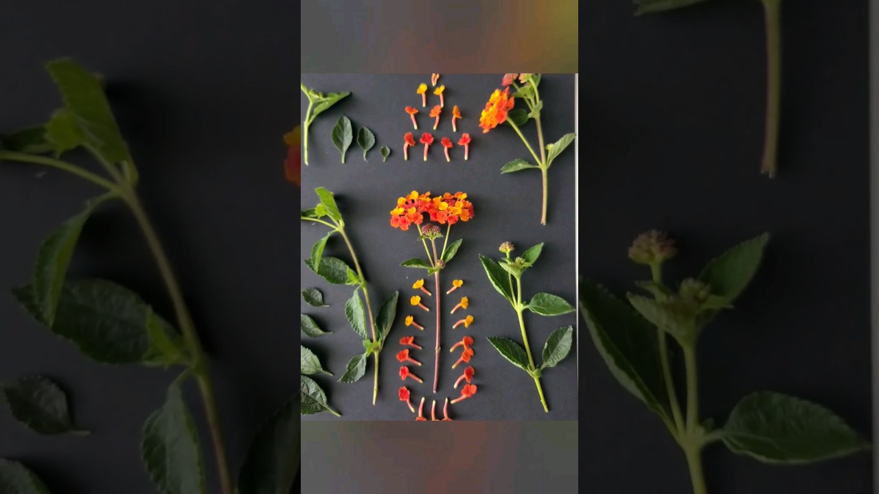 Botanical art using plants I find around. Lantana. #art  #botanical #flowerart  #smallbusiness